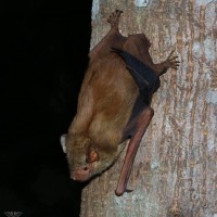 Hesperoptenus tickelli Blyth, 1851